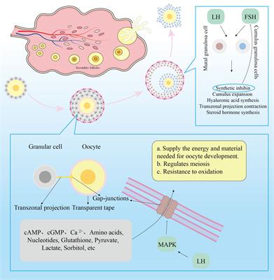 Decreased oocyte quality in patients with endometriosis is closely related to abnormal granulosa cells